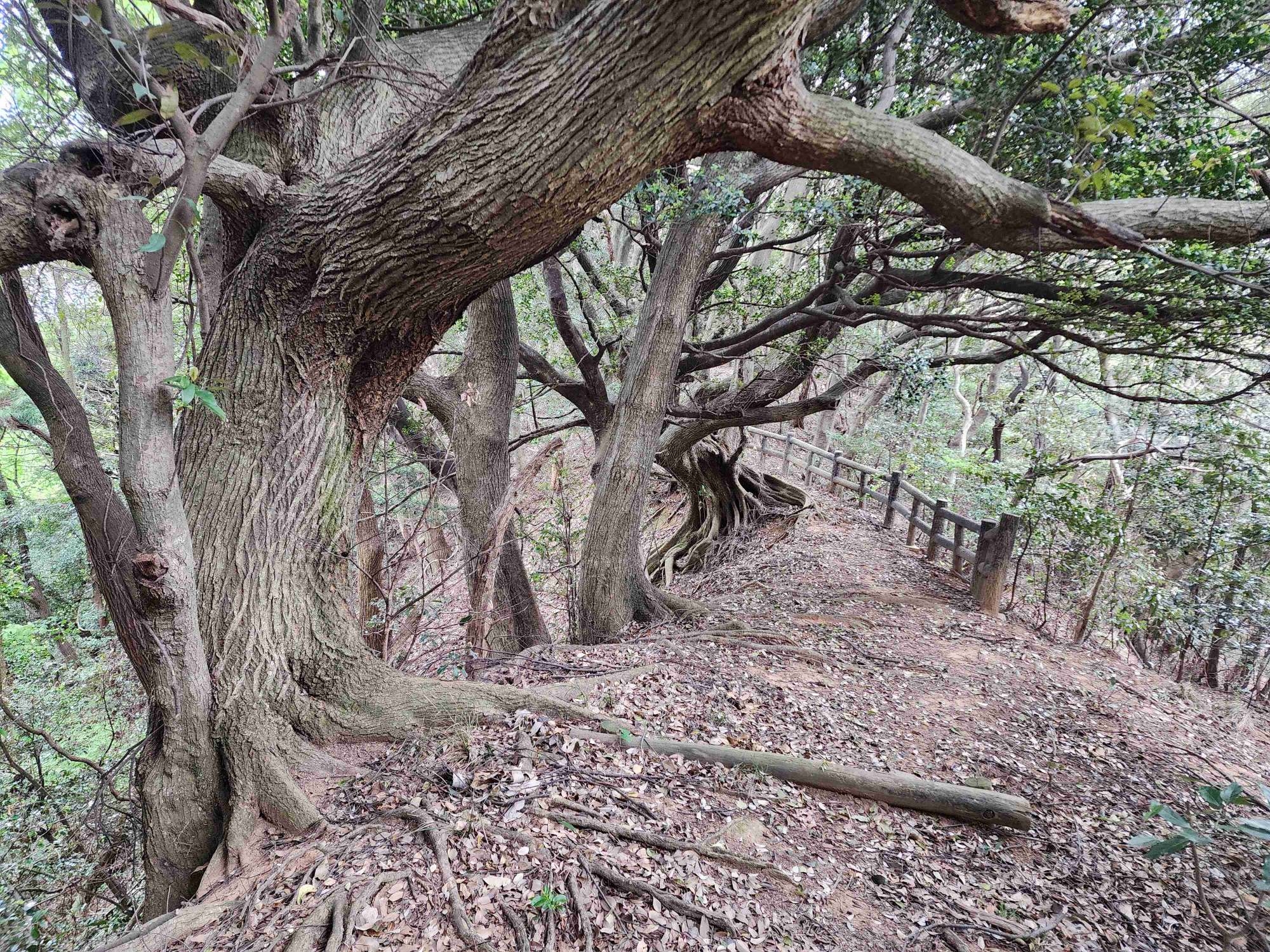 巨木が目立つ自然歩道