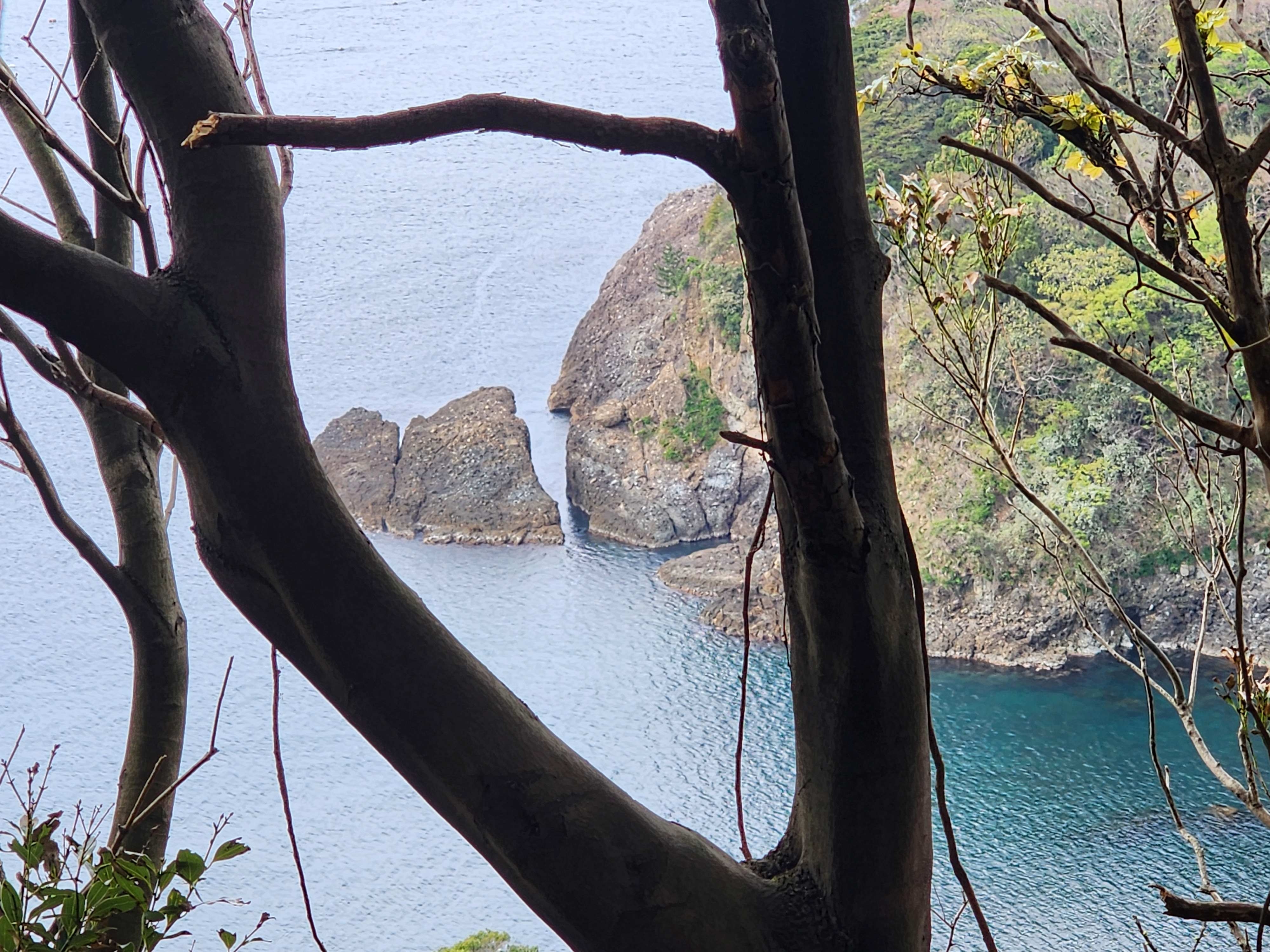 木立から見える猿飛岩