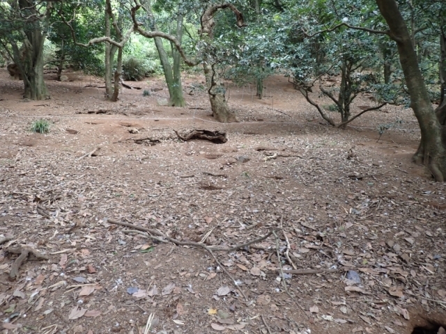 地面に掘られたたくさんの巣穴