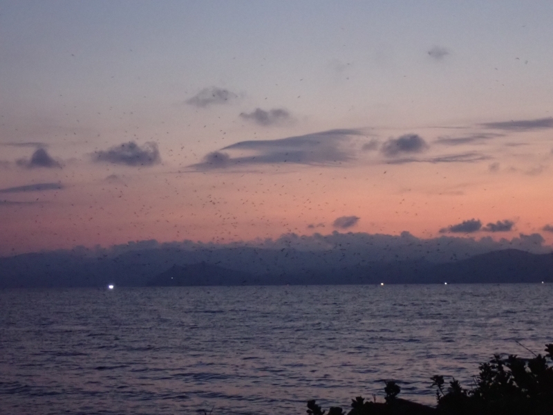 柱のように同じ場所をぐるぐる飛び回るオオミズナギドリ