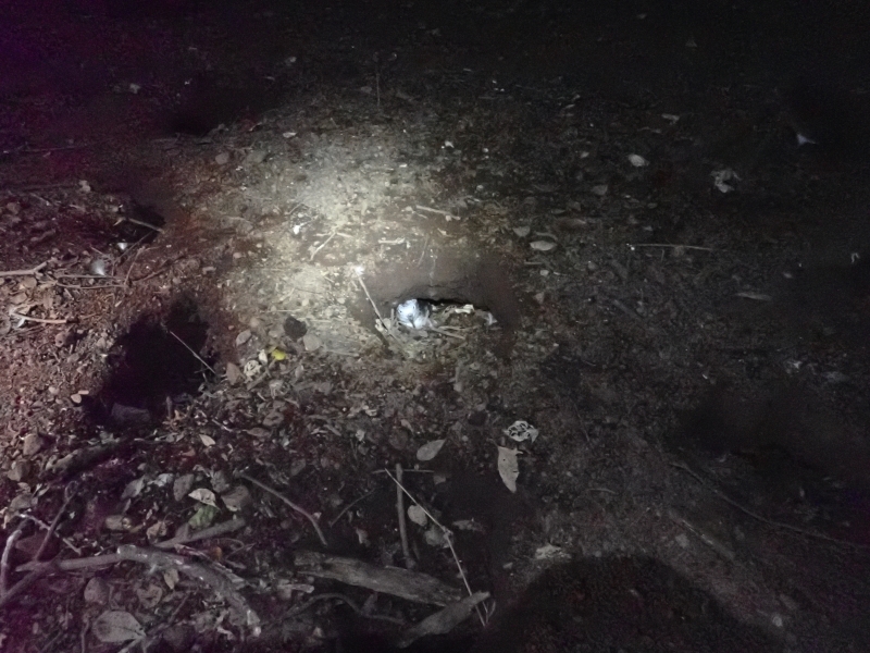 巣穴から外の様子をうかがうオオミズナギドリ