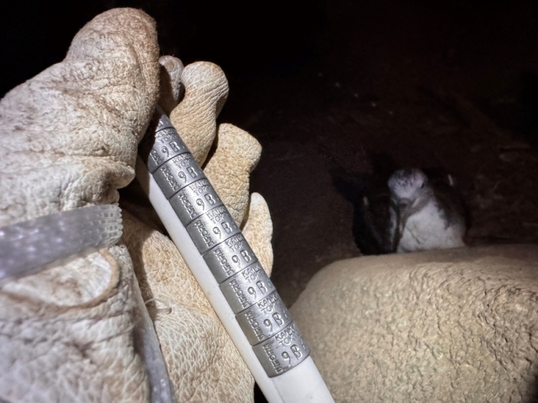 未装着の捕獲個体に装着する足環