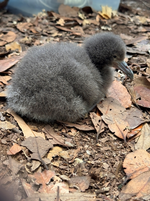 ふわふわのグレーの毛におおわれたオオミズナギドリのヒナ