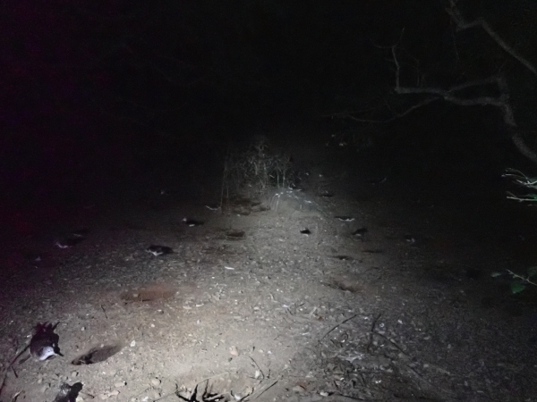 オオミズナギドリが戻ってきた夜の島内