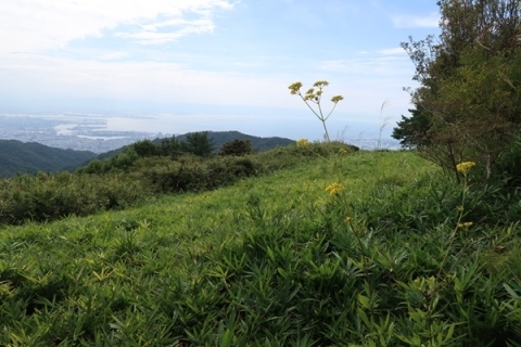秋の草原と自生する野草（オミナエシ）