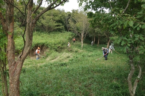 繁茂するネザサの刈り取り