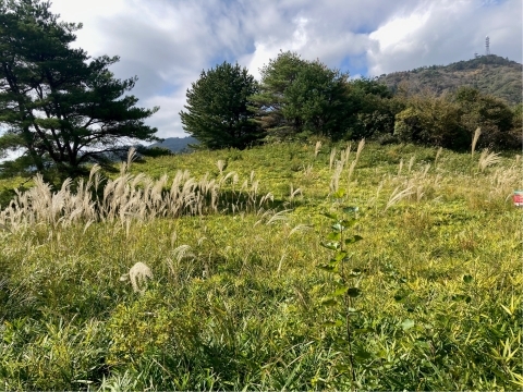 東お多福山とススキ