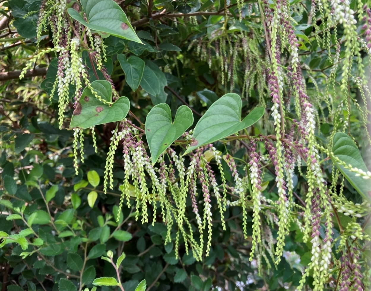 鳥の巣半島の植物