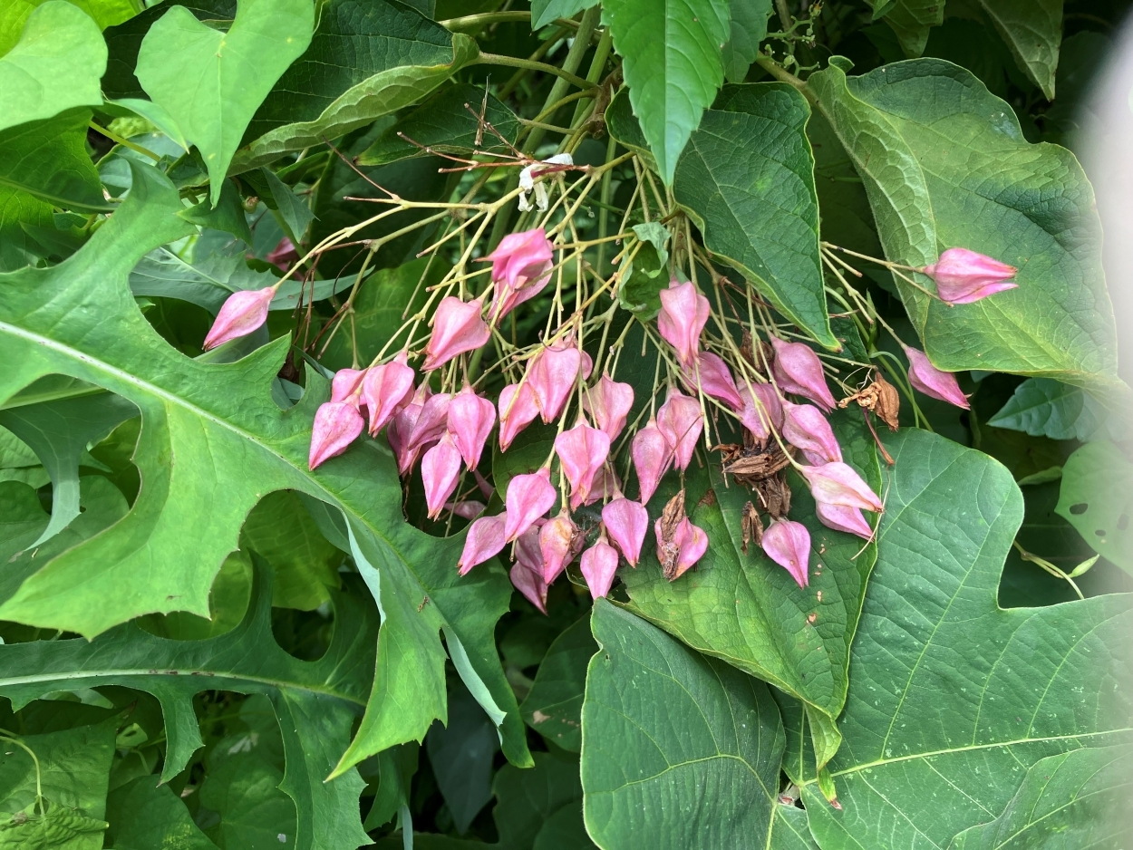 鳥の巣半島の植物
