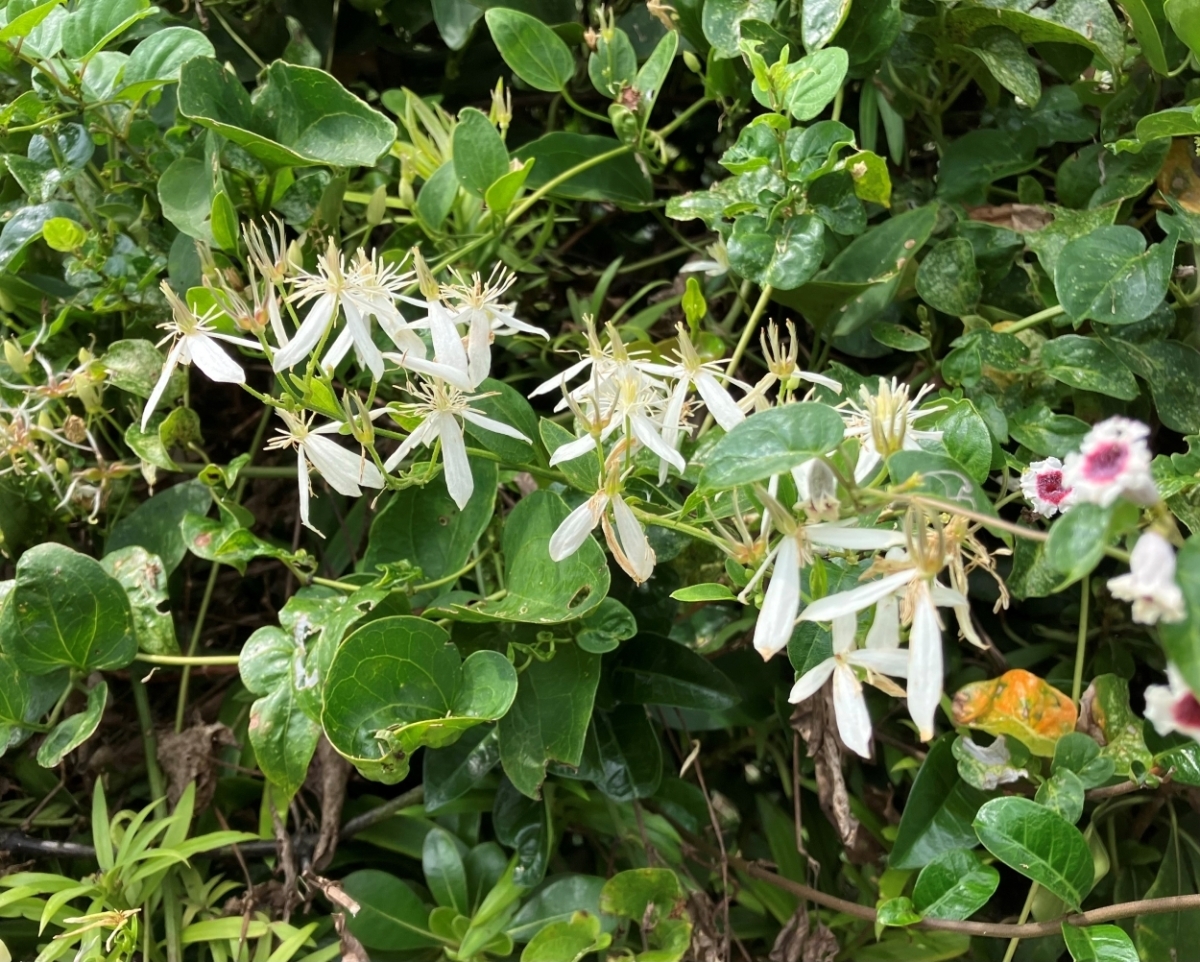 鳥の巣半島の植物