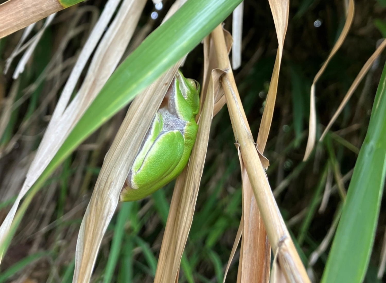 鳥の巣半島の動物