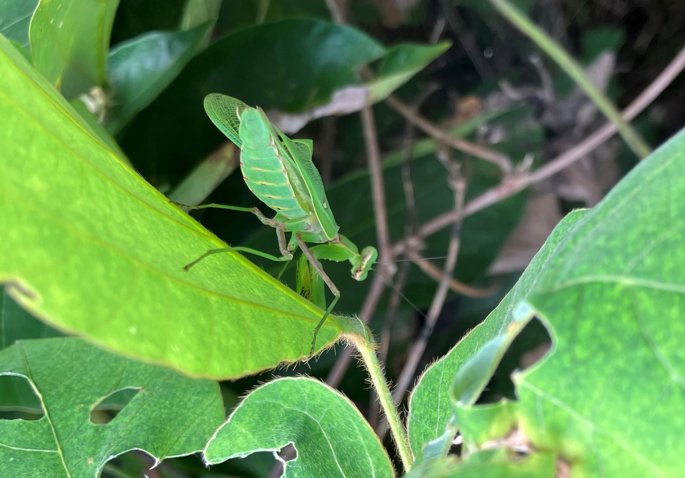 鳥の巣半島の動物