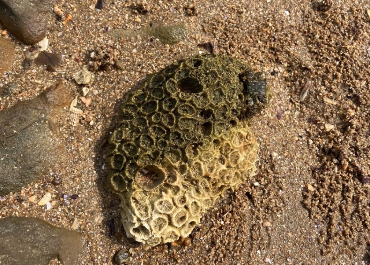 鳥の巣半島の動物