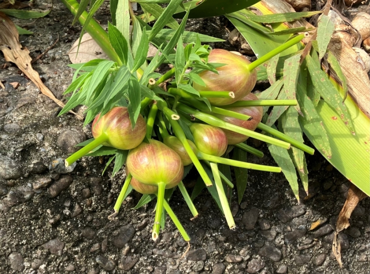 鳥の巣半島の植物これはなに？