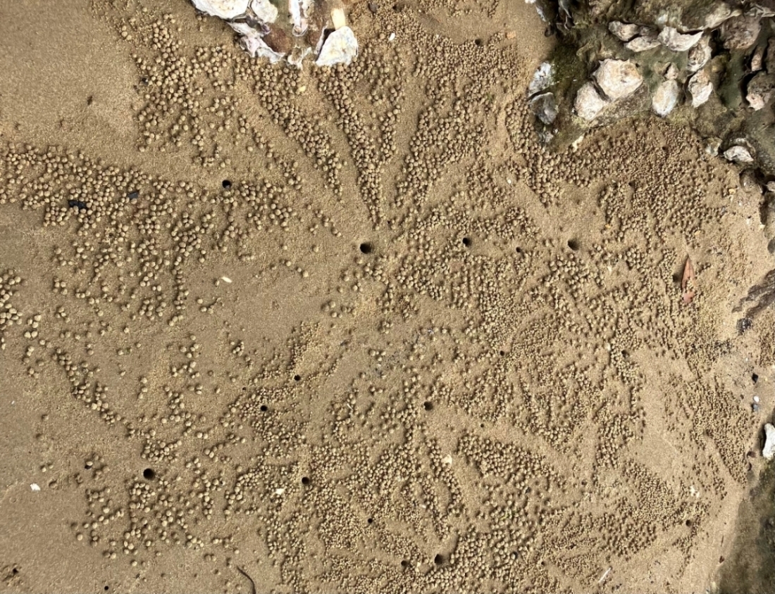 鳥の巣半島の動物これはなに？