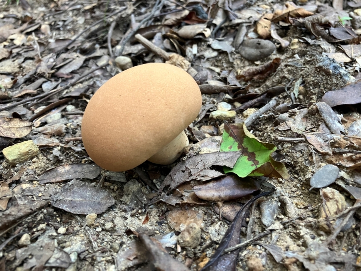 鳥の巣半島の菌類これはなに？