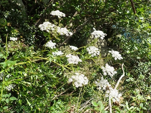 カワゼンゴの白い花