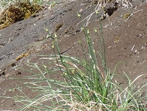 ９月下旬のキイイトラッキョウ