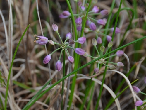 紫色のキイイトラッキョウの蕾と花
