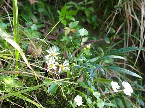 キシュウギクの花