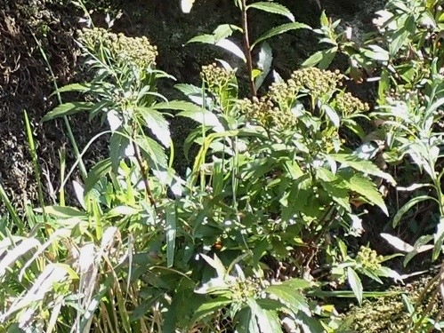 花が終わり実をつける秋のドロシモツケ