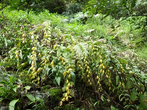 花が満開のキイジョウロウホトトギス