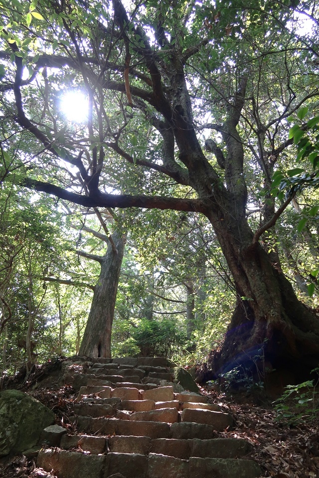 摩耶山に現存するスギとアカガシ