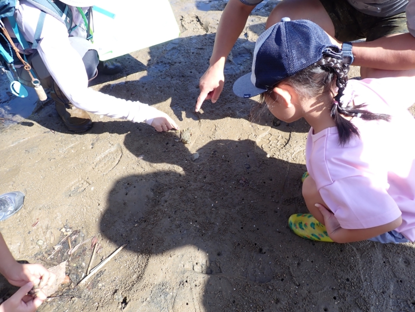 鳥の巣半島で観察