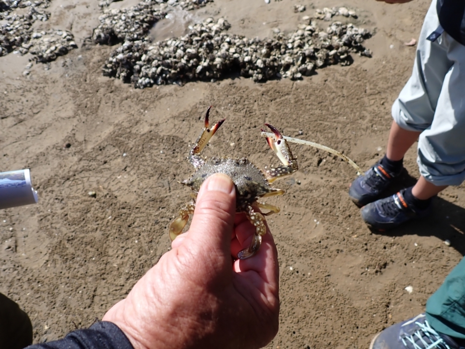 鳥の巣半島で観察