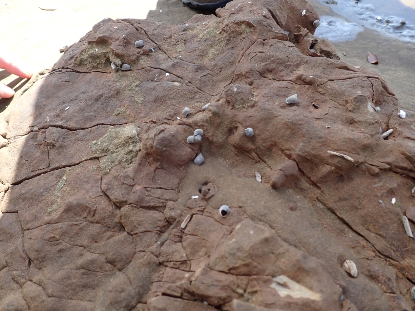 鳥の巣半島の磯で観察