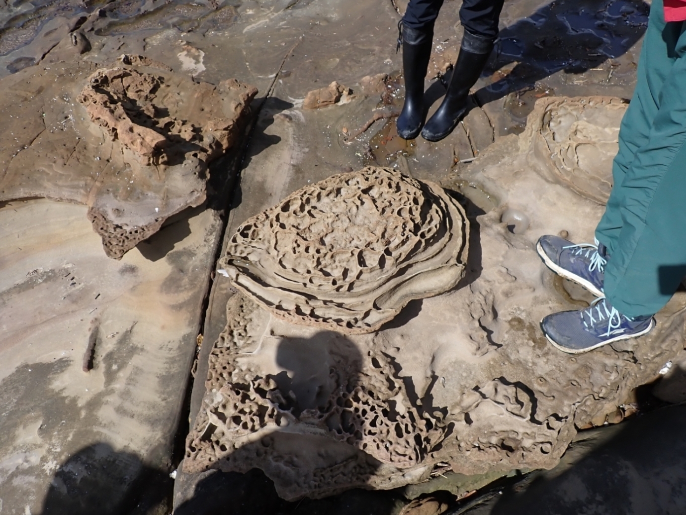鳥の巣半島の磯の様子