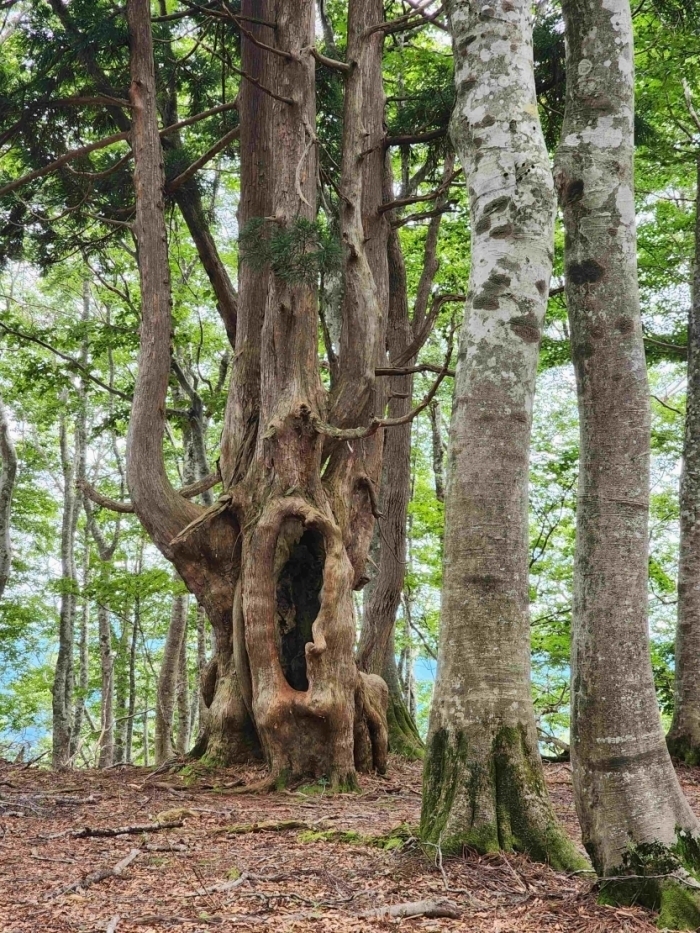目印のアシウスギ