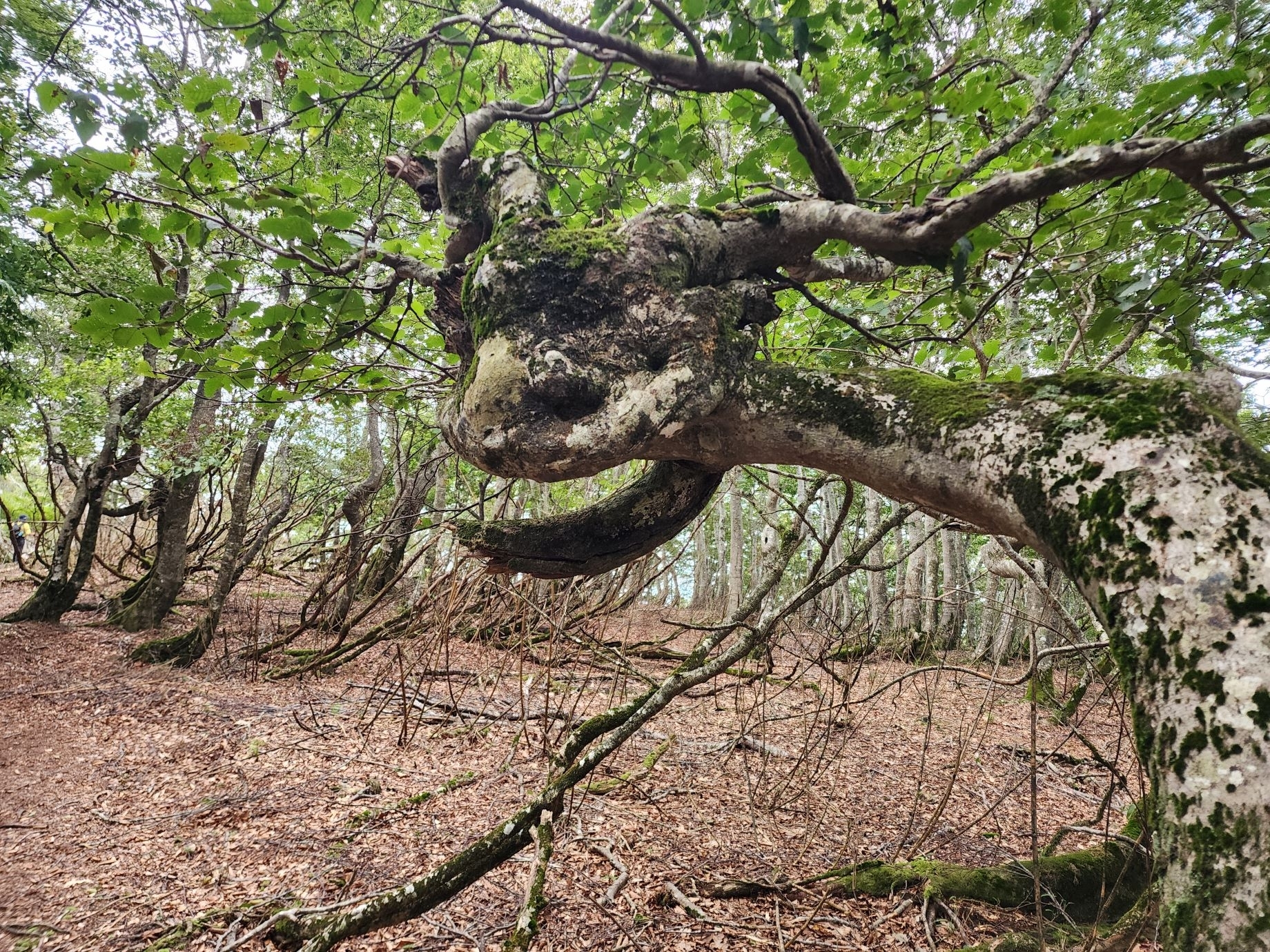 何かに似た樹木