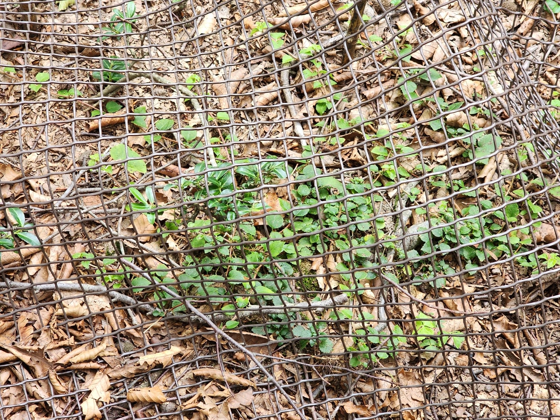 植生保護ネット
