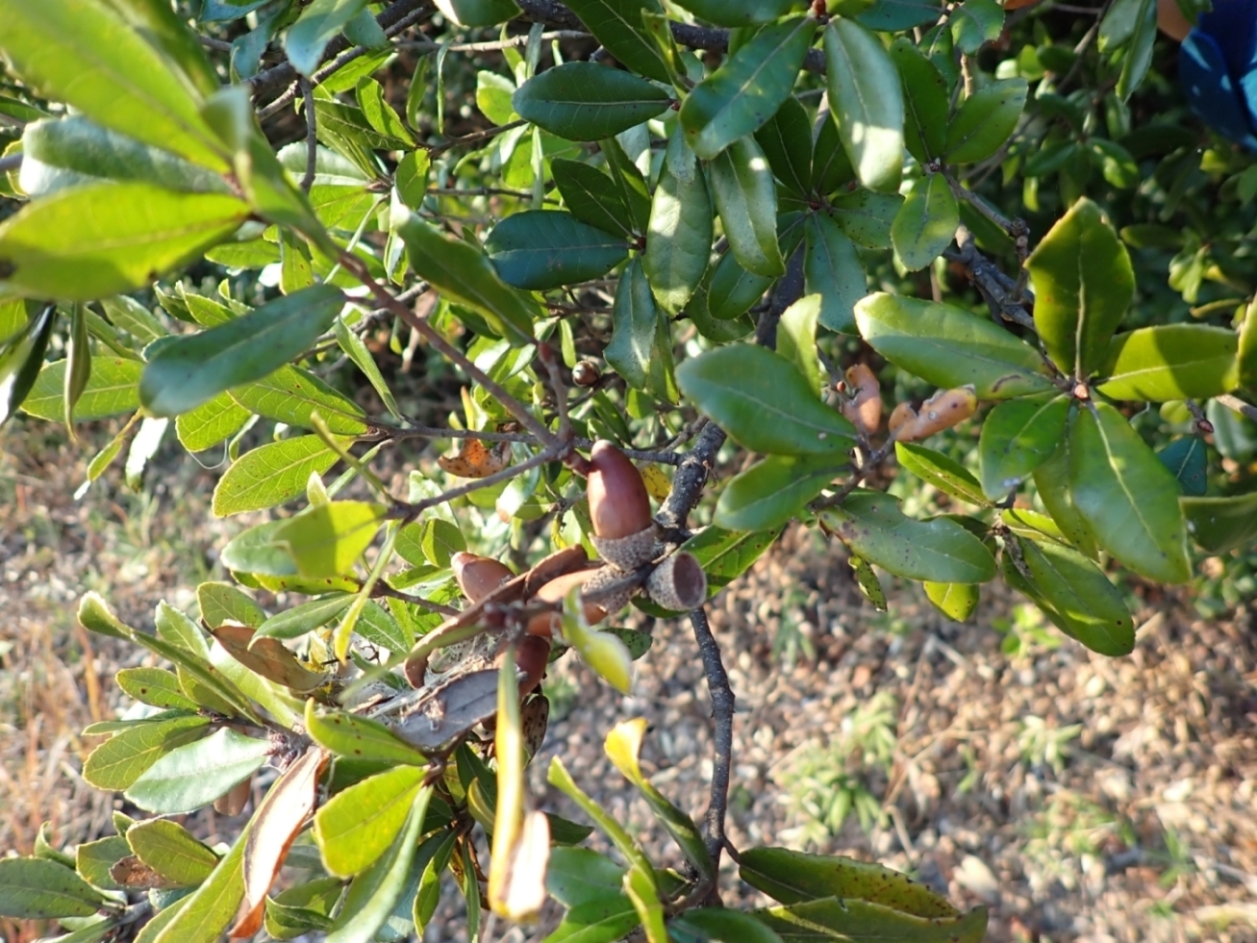 ウバメガシの木