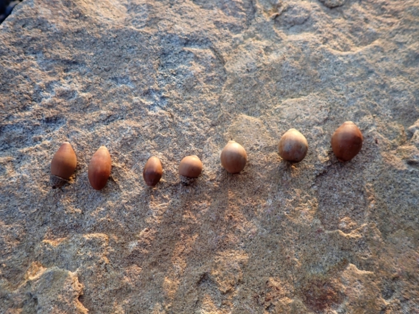 ウバメガシのどんぐり