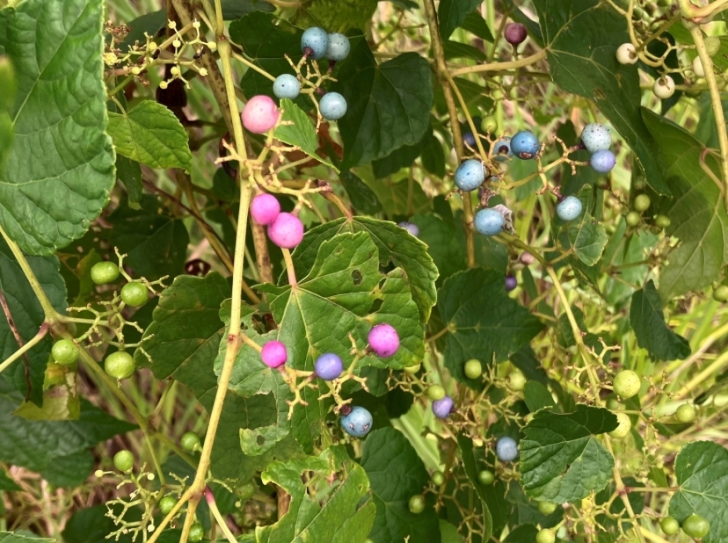 ふれあいイベントの際に見つけた植物
