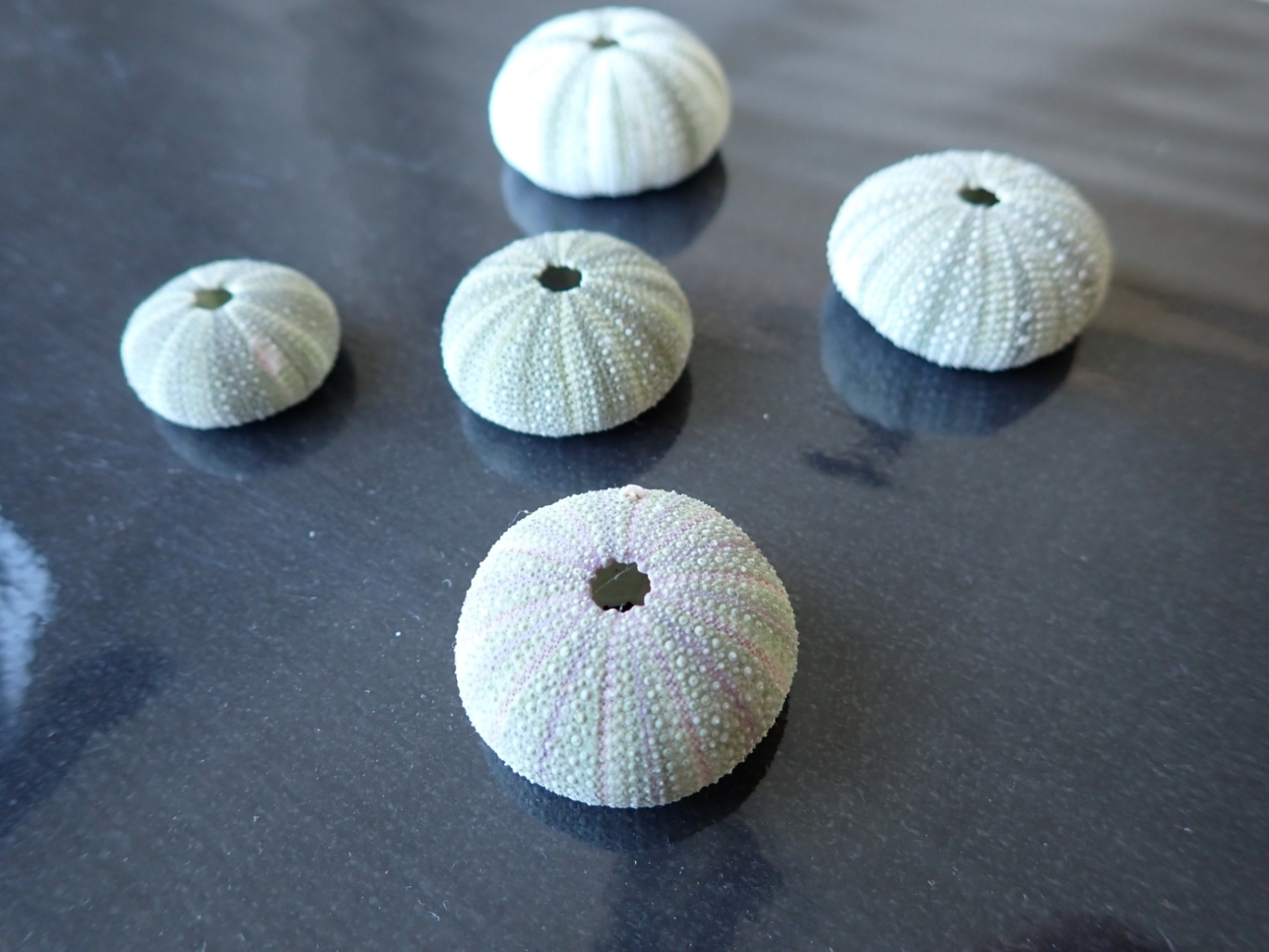 漂着物のウニ殻