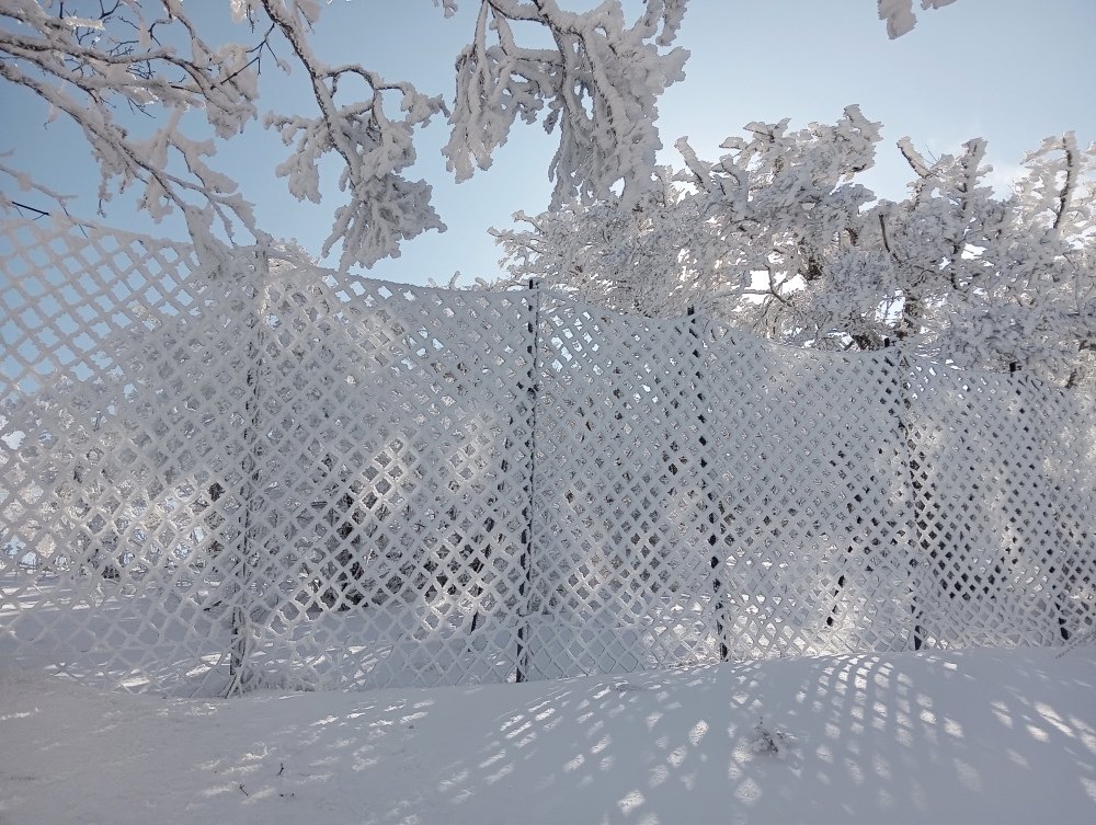 雪が付着した防鹿柵