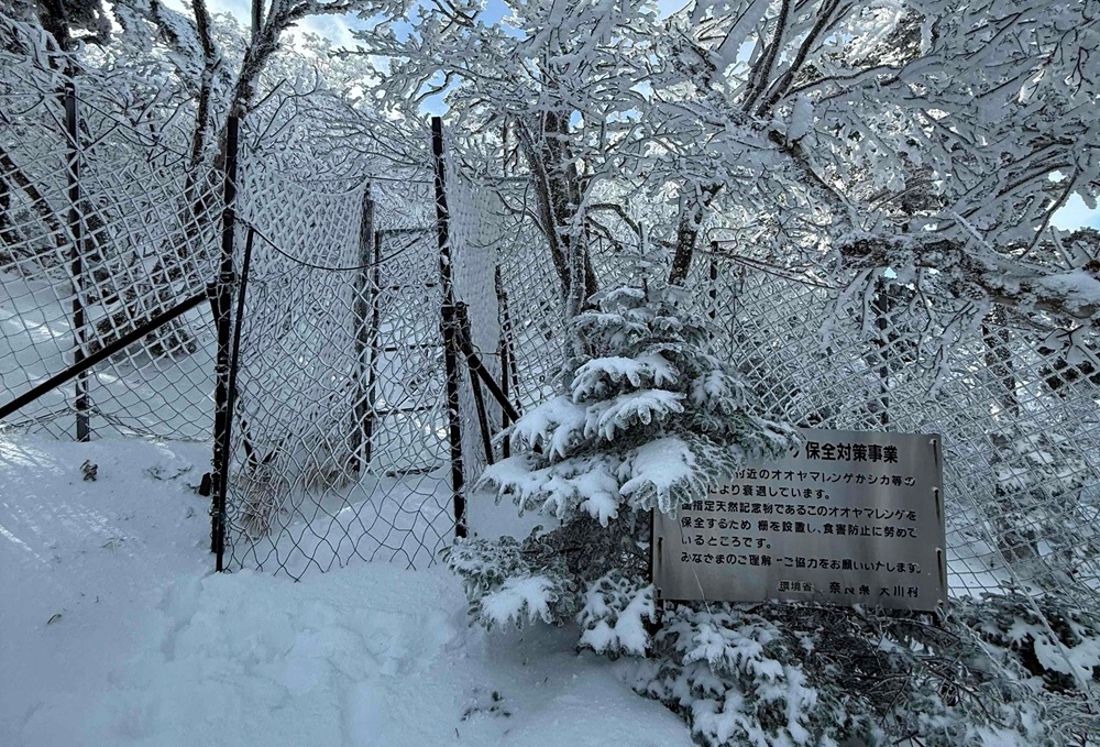 雪に埋もれた防鹿柵