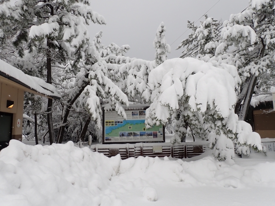 雪の重みで折れ曲がる松の木