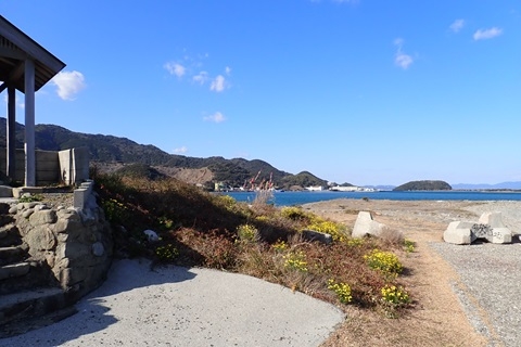 海岸に生えるナルトサワギク