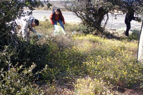 全員でナルトサワギクを抜きます