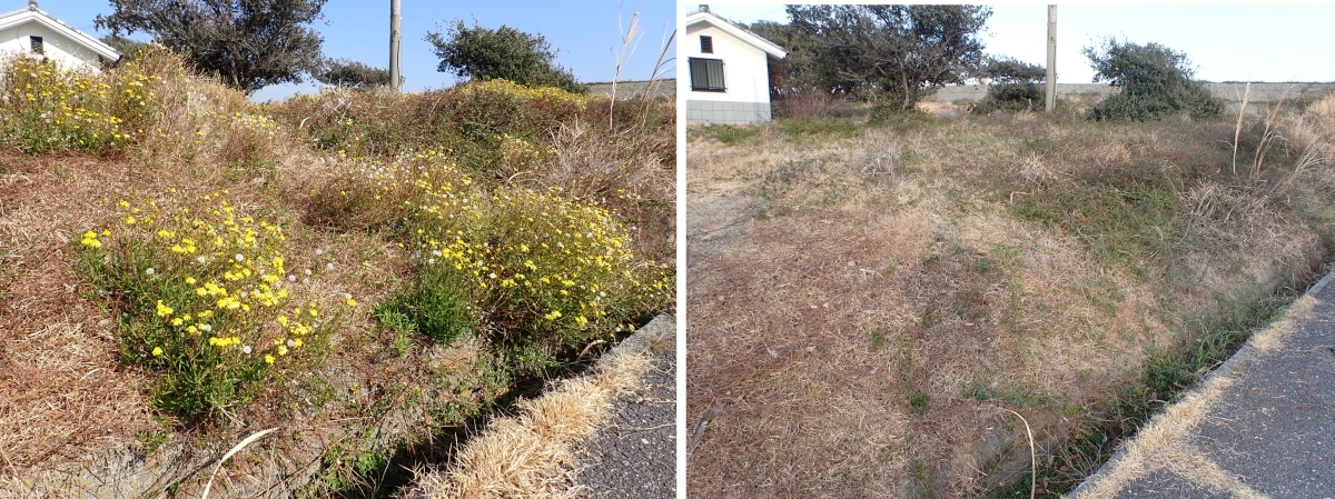 防除前と防除後の写真