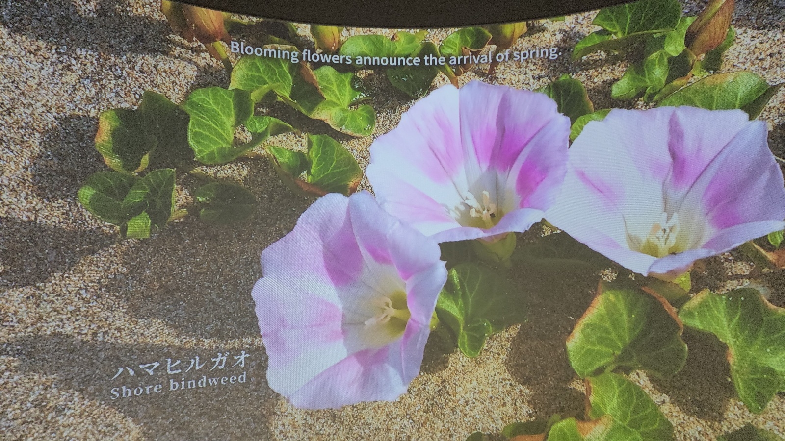 ハマヒルガオ
