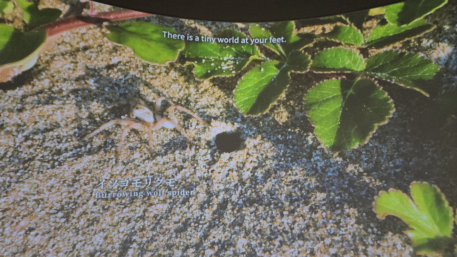 イソコモリグモ