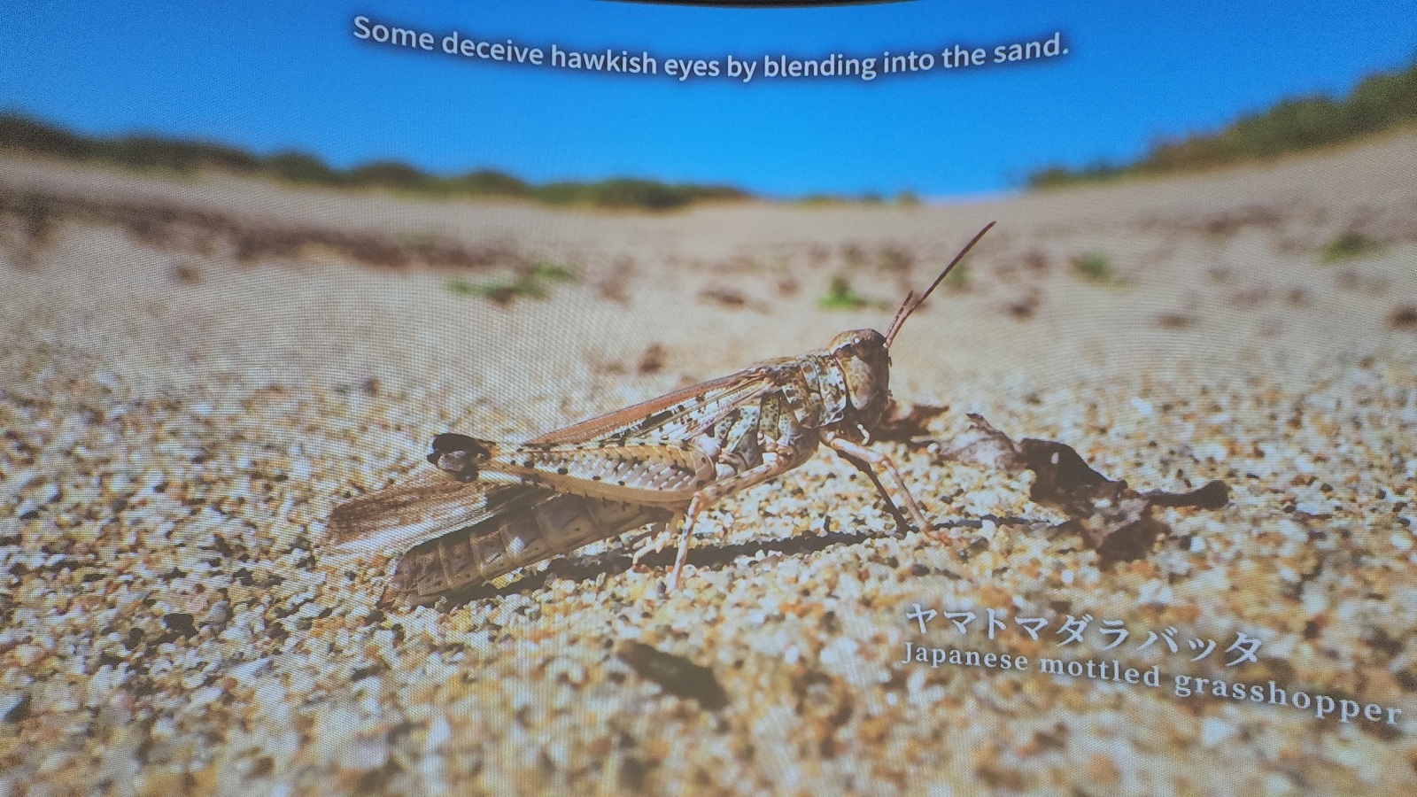 ヤマトマダラバッタ