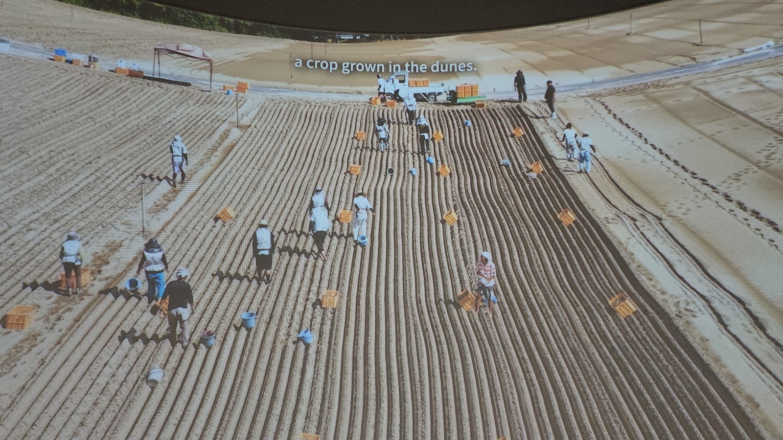 ラッキョウの植付作業