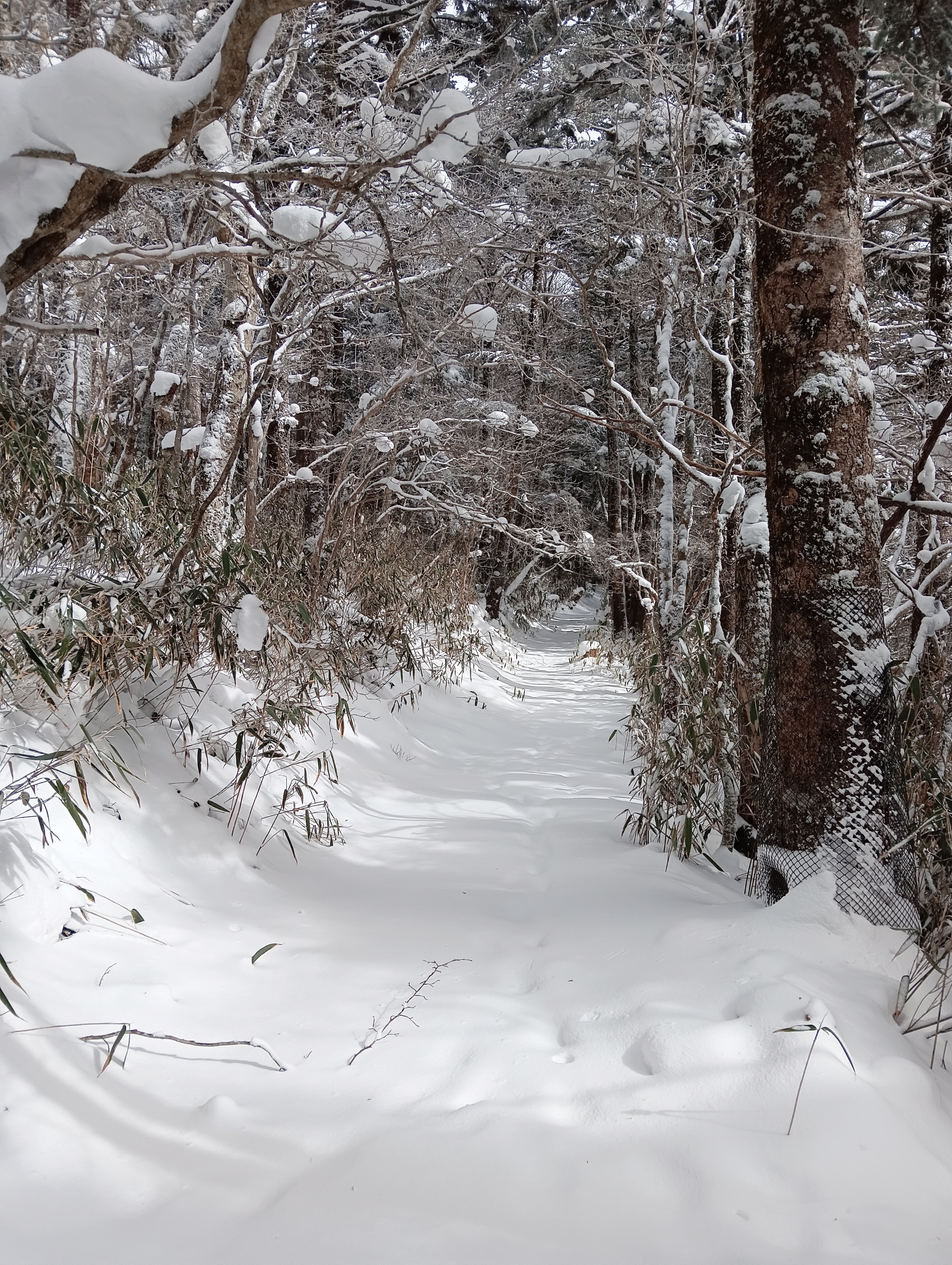 雪が積もった上道