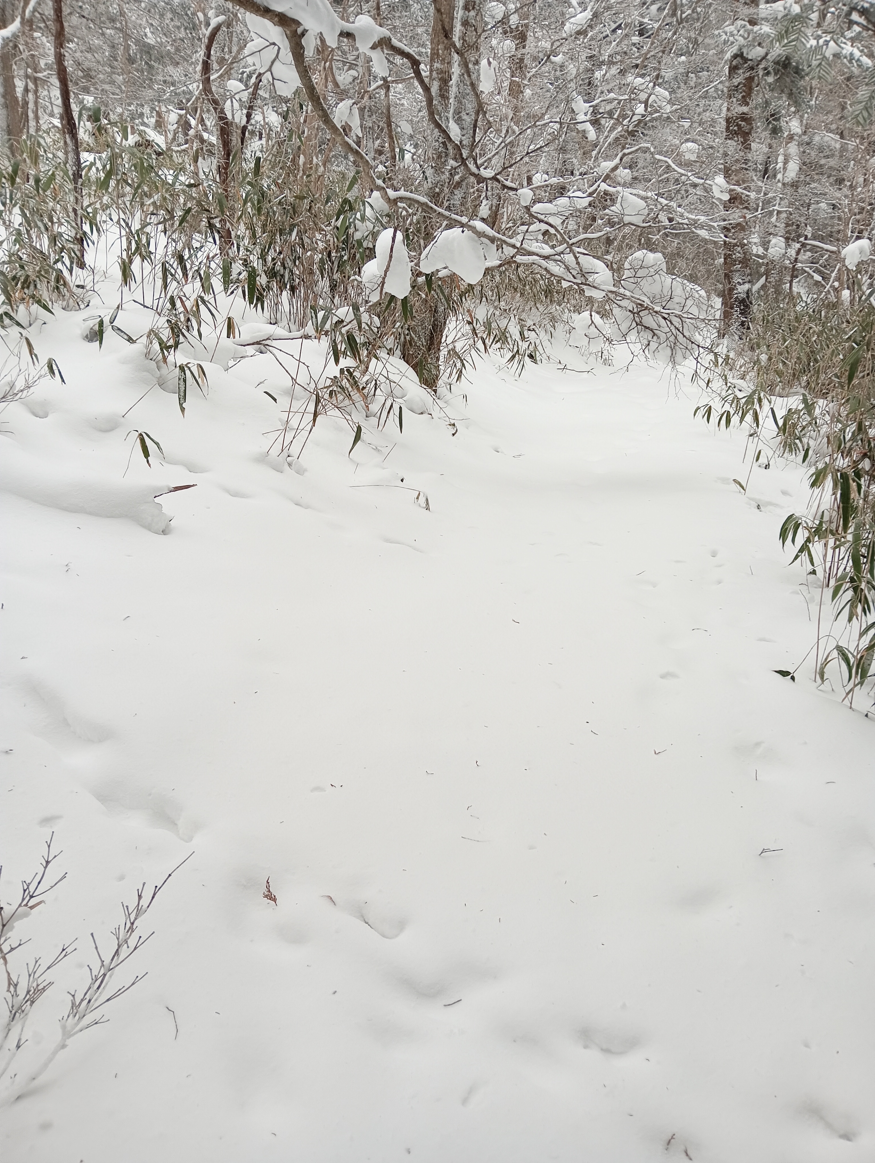 雪上の動物の足跡